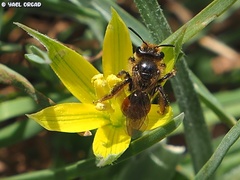 Andrena limassolica