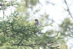 Spizella atrogularis