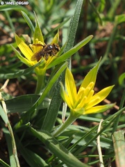 Andrena limassolica