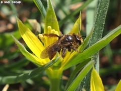 Andrena limassolica
