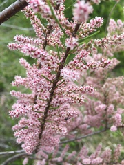 Tamarix parviflora