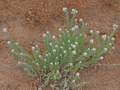 Gnaphalium declinatum