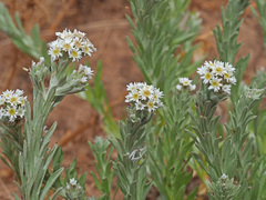 Gnaphalium declinatum