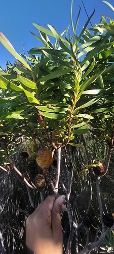 Dune-Sickle Conebushes (Leucadendron coniferum)