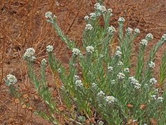 Gnaphalium declinatum