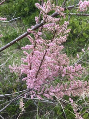Tamarix parviflora