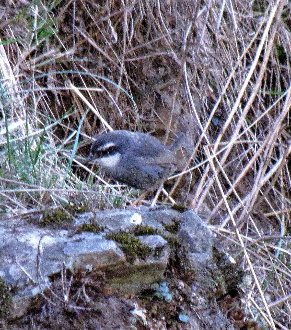 Zimmer's Tapaculo (Scytalopus zimmeri), photo 9