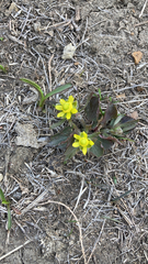 Ranunculus rhomboideus