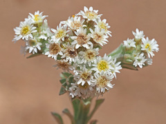 Gnaphalium declinatum