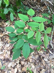 Detarium senegalense