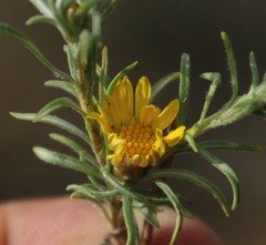 Oedera humilis