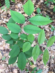 Detarium senegalense