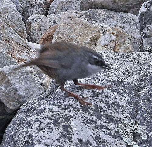 Zimmer's Tapaculo