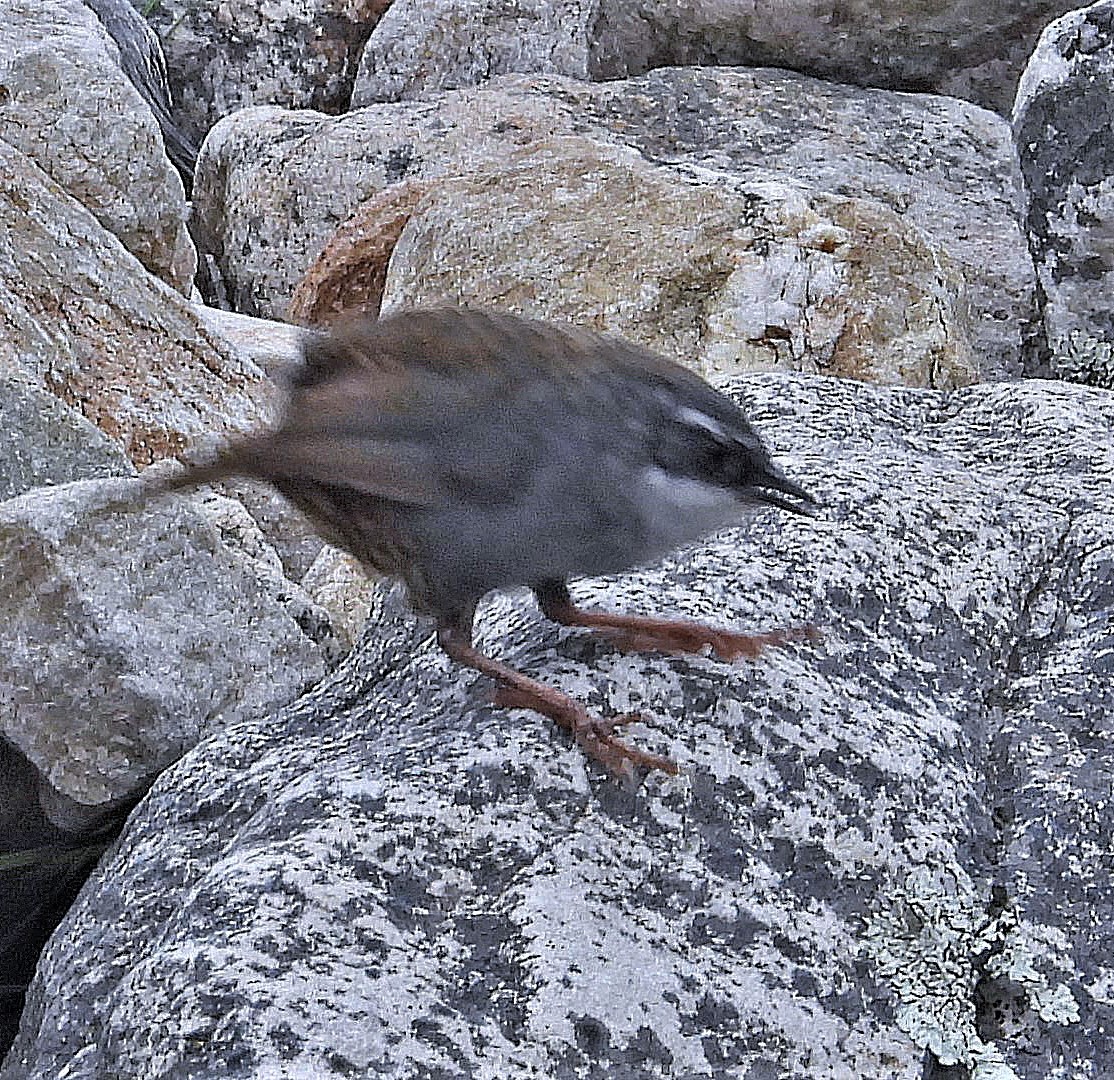 Zimmer's Tapaculo (Scytalopus zimmeri), photo 7
