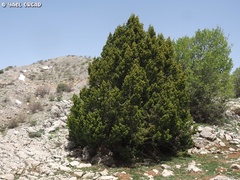 Juniperus drupacea