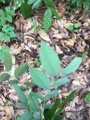 Detarium senegalense