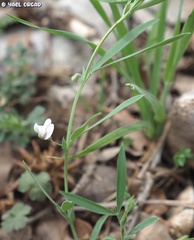 Lathyrus inconspicuus