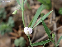 Lathyrus inconspicuus