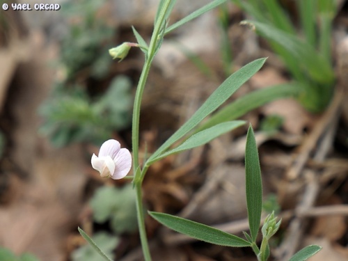 Lathyrus inconspicuus observed 2022-04-19