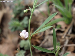 Lathyrus inconspicuus