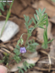 Vicia orientalis