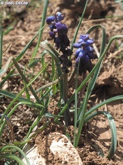 Muscari inconstrictum