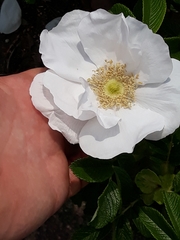 Rosa rugosa