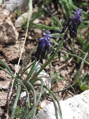 Muscari inconstrictum