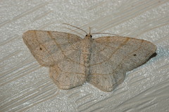 Scopula inductata