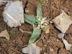 Ornithogalum lanceolatum