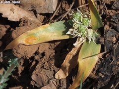 Ornithogalum lanceolatum