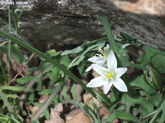 Ornithogalum refractum