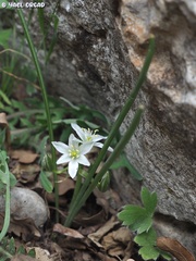 Ornithogalum refractum