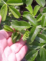 Rosa rugosa