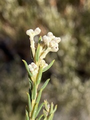 Phylica cryptandroides