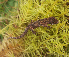 Mokopirirakau southern north island