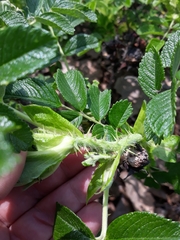 Rosa rugosa