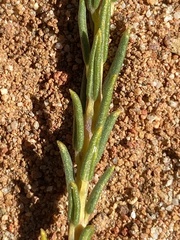 Phylica cryptandroides