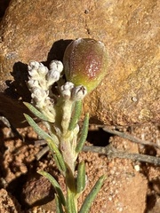 Phylica cryptandroides