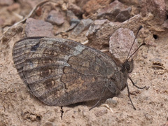 Tarsocera cassus