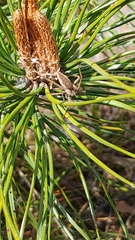 Pisaura mirabilis