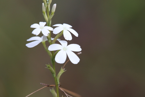 Buchnera linearis (Buchnera linearis)