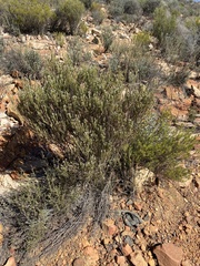 Phylica cryptandroides