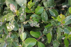 Eriophyes inermae