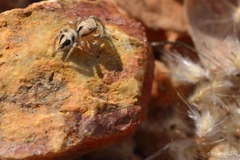 Habronattus aztecanus