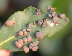 Eriophyes inermae