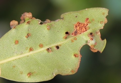 Eriophyes inermae