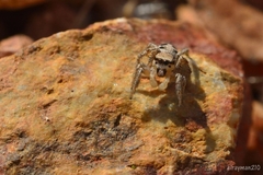 Habronattus aztecanus