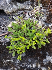 Sedum acre