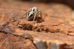Habronattus aztecanus